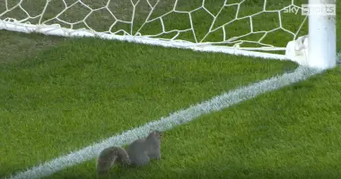 بالفيديو..سنجاب يتسبب في شلل مباراة كرة قدم.